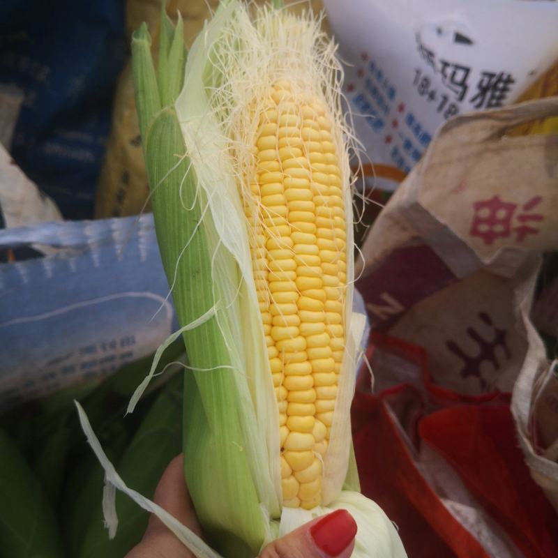 广西甜玉米