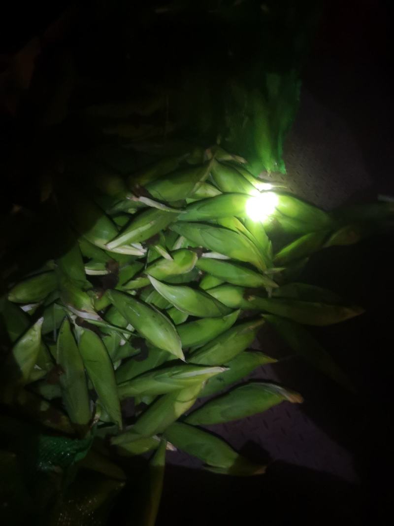 广西甜玉米