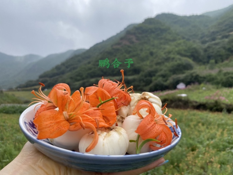 兰州鲜百合小皇（四头皇）25年9月新货1件包邮