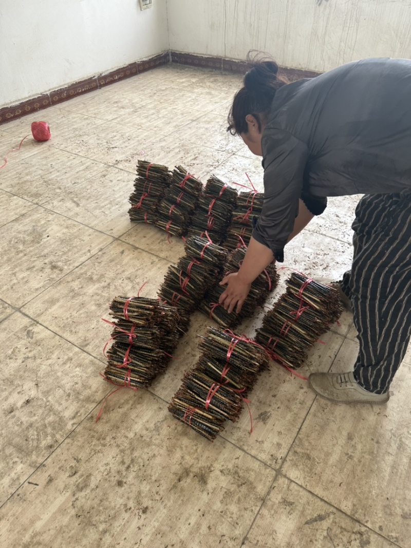 蜈蚣大中小有货。量大。