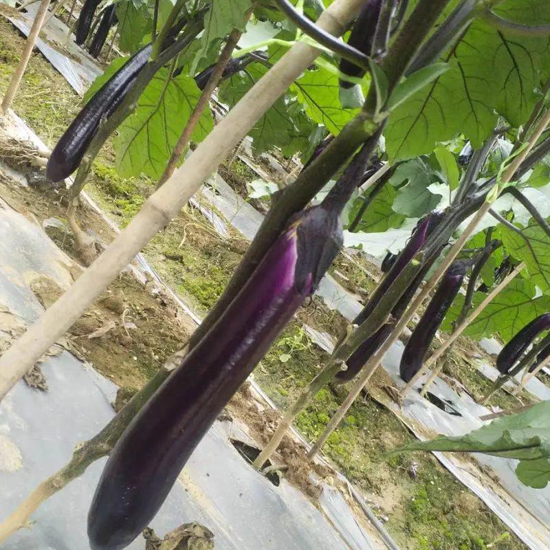 紫茄子，产地一手货源，保质保量，欢迎客商实地考察。