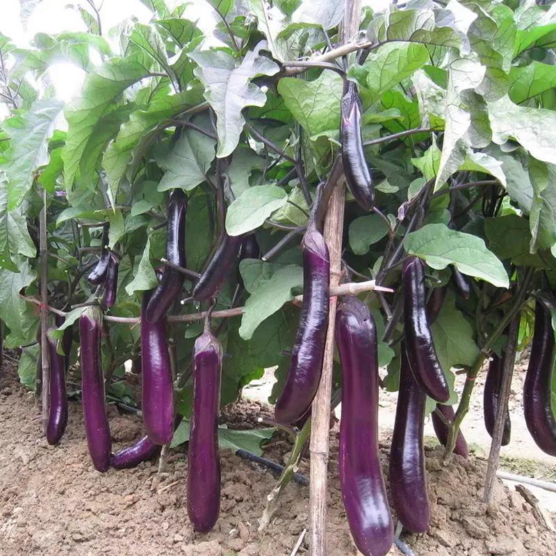 紫茄子，产地一手货源，保质保量，欢迎客商实地考察。
