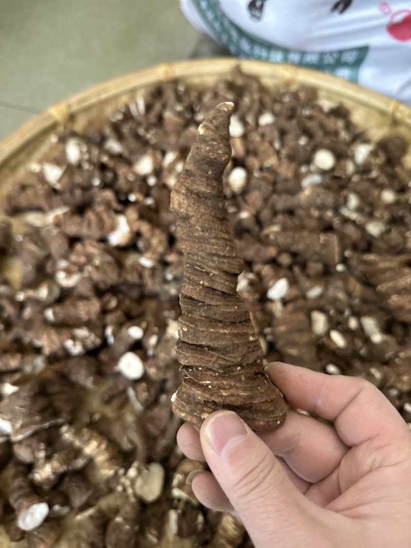 云南香格里拉滇重楼七叶一枝花粉质产地直供大货批发