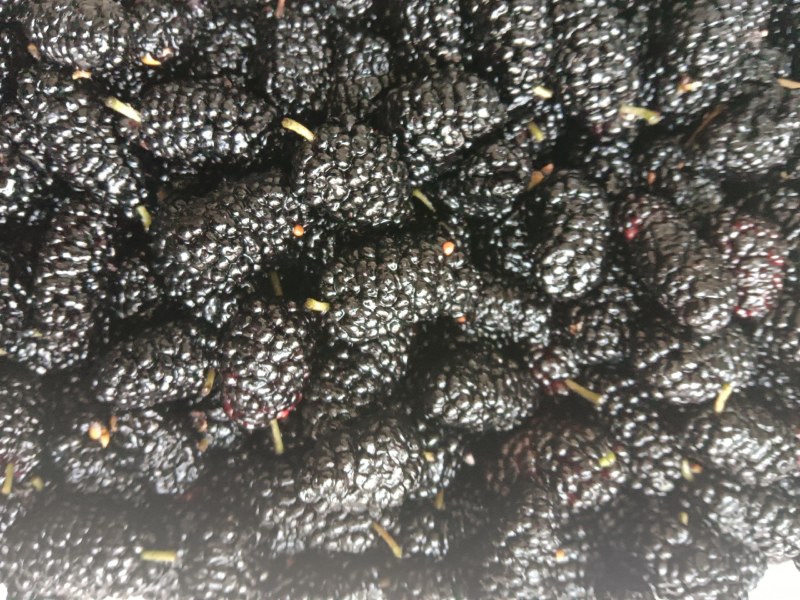 [标题]新鲜桑葚现摘无沙免洗泡水即食颗粒饱满孕妇泡酒