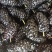 [标题]新鲜桑葚现摘无沙免洗泡水即食颗粒饱满孕妇泡酒