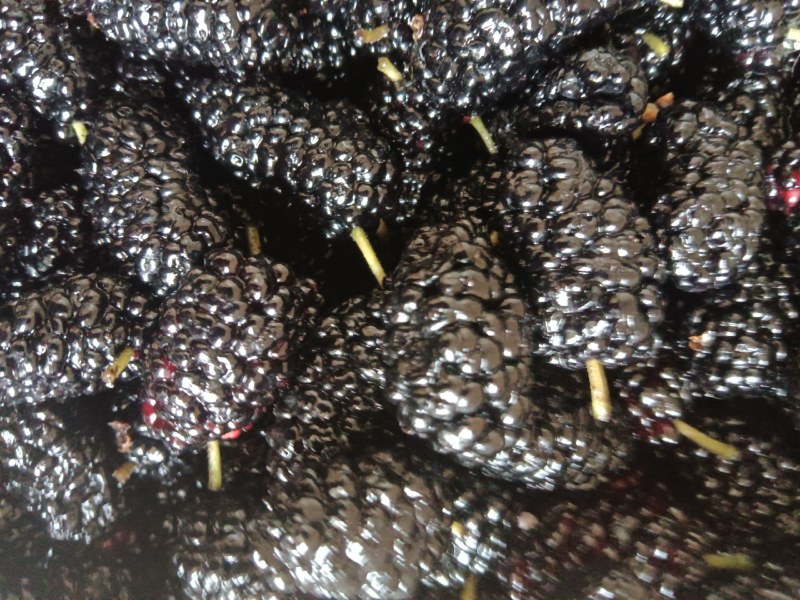 [标题]新鲜桑葚现摘无沙免洗泡水即食颗粒饱满孕妇泡酒
