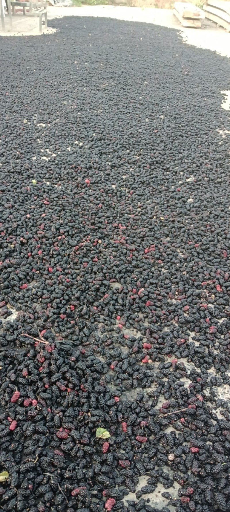 [标题]新鲜桑葚现摘无沙免洗泡水即食颗粒饱满孕妇泡酒