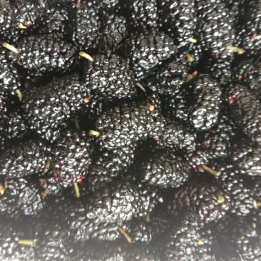 [标题]新鲜桑葚现摘无沙免洗泡水即食颗粒饱满孕妇泡酒