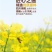 [5斤菜籽油]农家菜籽油非转基因食用油农家自榨批发