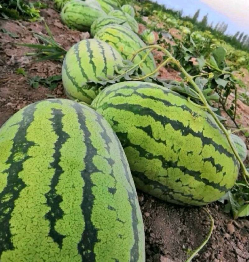 【推荐】新疆西瓜金城5号西瓜代办耐运输个头大可视频