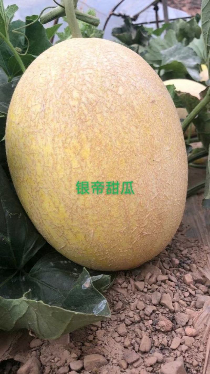 兰州皋兰本地银帝甜瓜预售