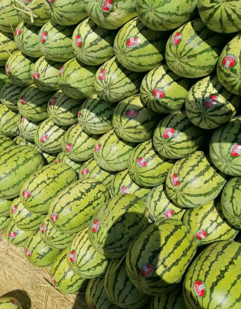 【推荐】新疆金城5号西西瓜代办包熟包甜供应市场商超电商