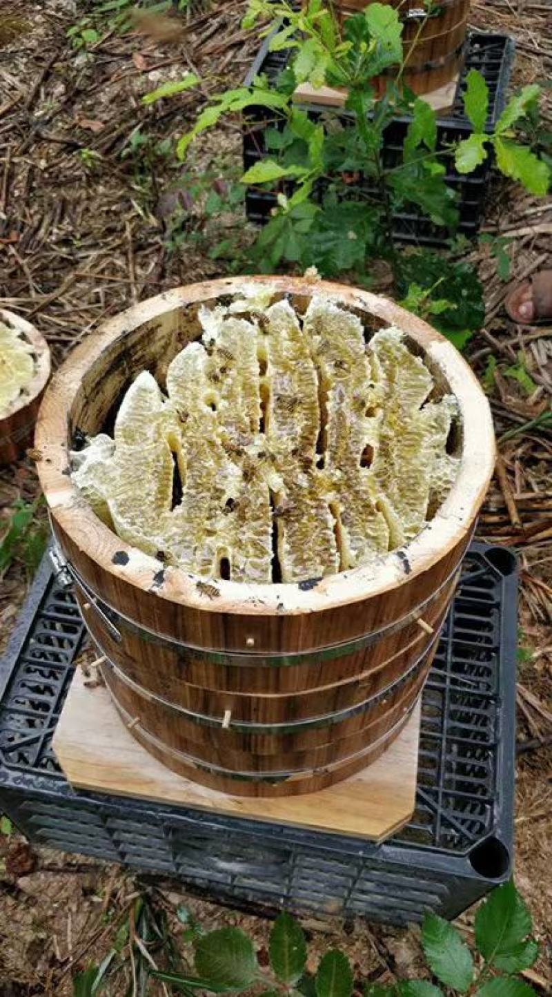 圆桶蜂巢蜜！传统养殖法，连桶带巢蜜发货！