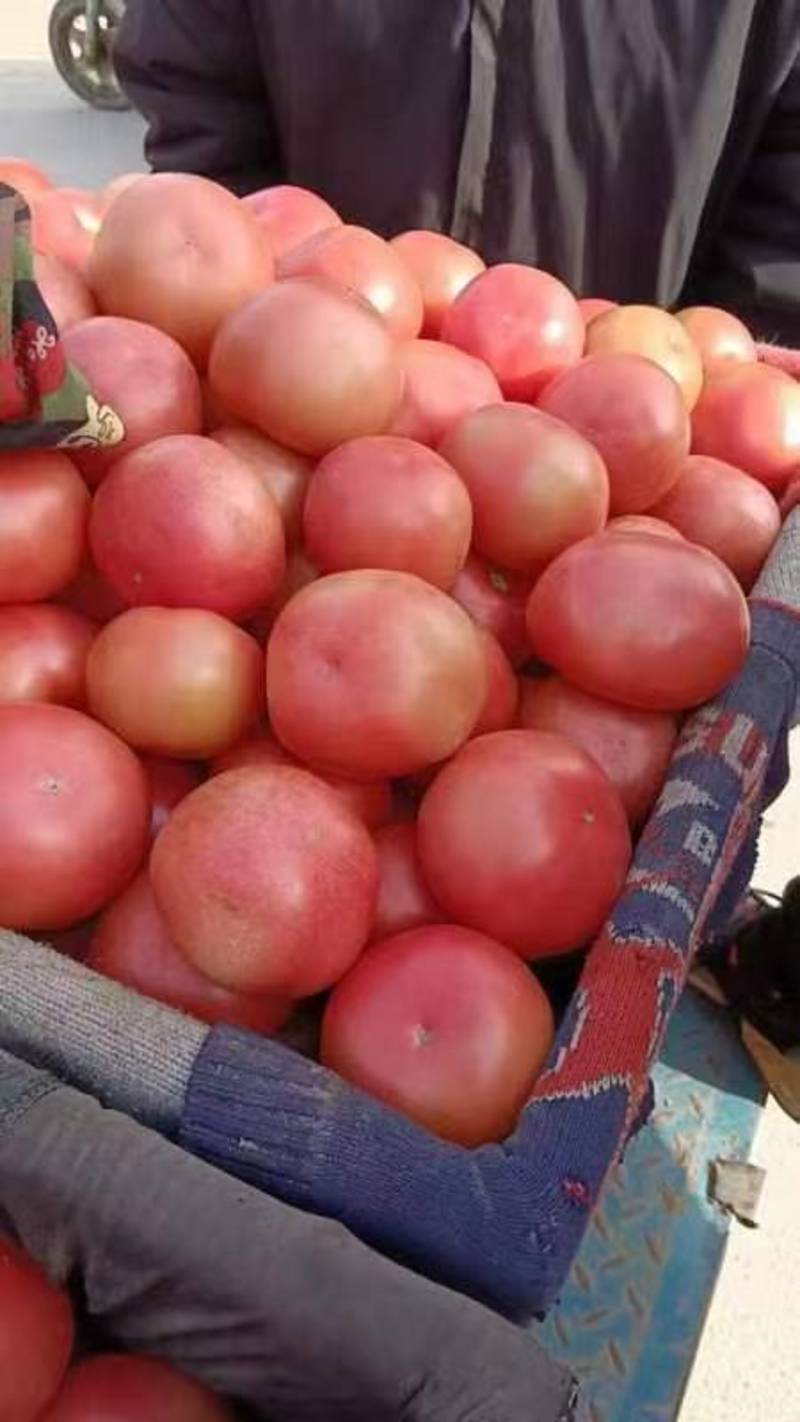 西红柿上市今日报价1.55—1.85量大从优