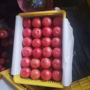 西红柿上市今日报价1.55—1.85量大从优