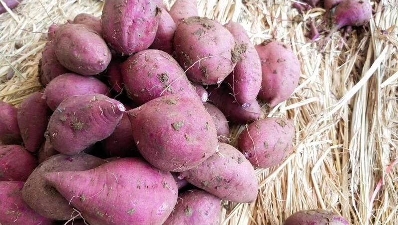 湖北襄阳红薯，紫薯大量上市中，欢迎老板视频看货