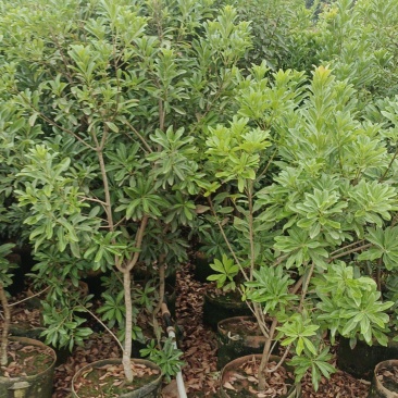 杨梅树