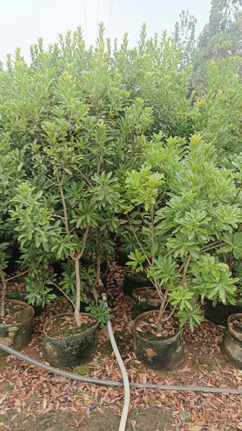 杨梅树
