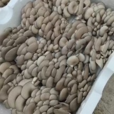 鲜平菇