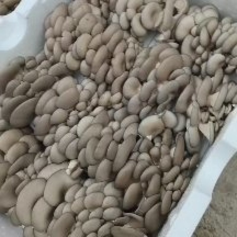 鲜平菇