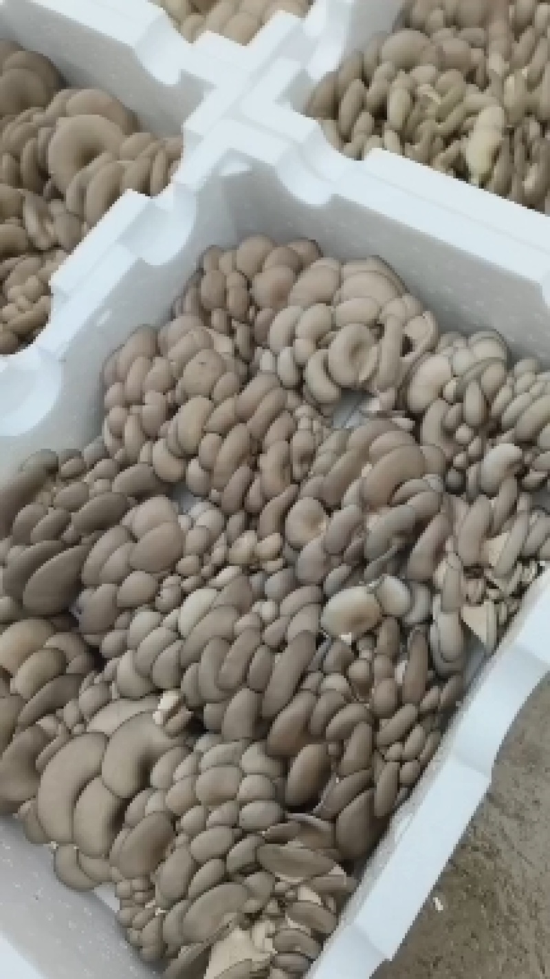 鲜平菇