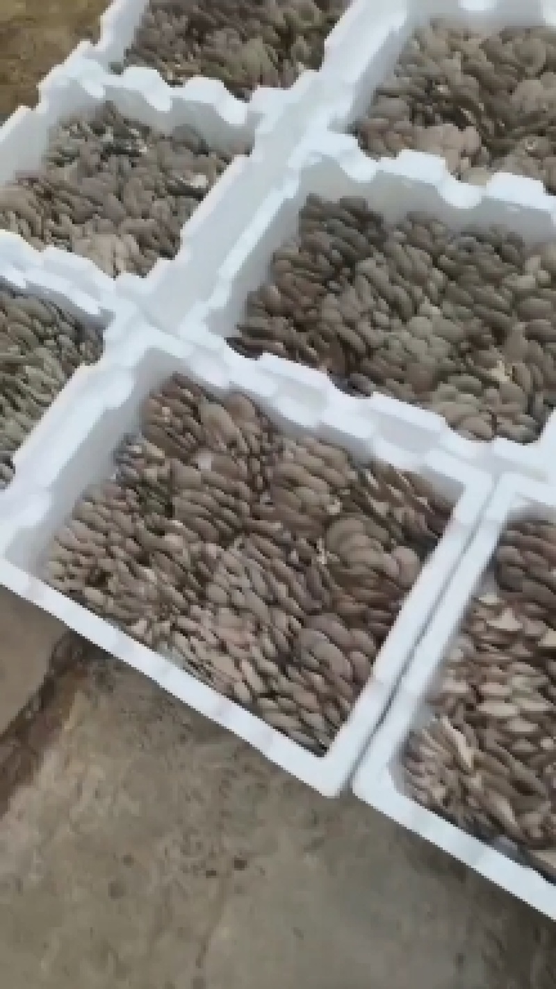 鲜平菇