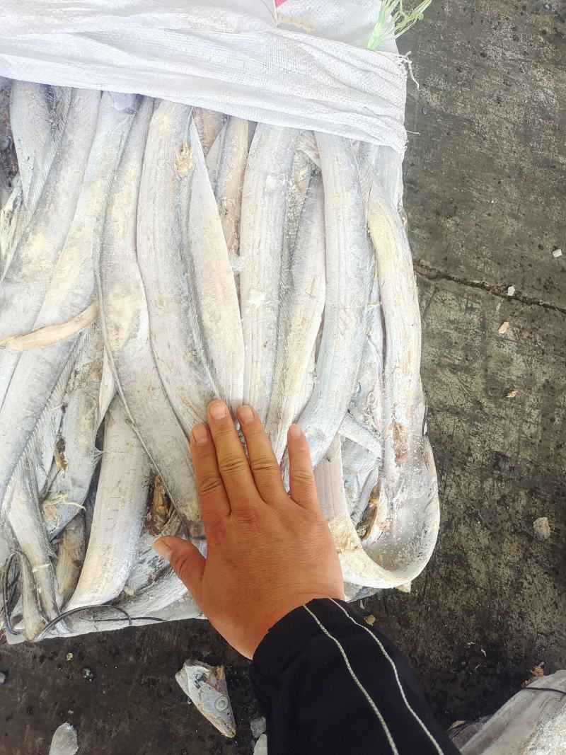 带鱼灯光，拖网船冻食品小规格，和螃蟹饲料两种整条无冰