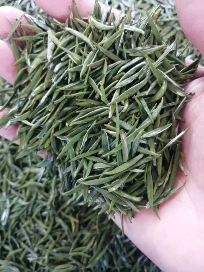 精品高山绿茶【翠芽】高山云雾茶品种纯正农家自种