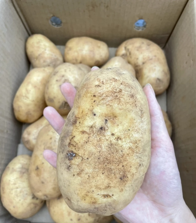 土豆-/荷兰十五土豆/湖北土豆/上市中需要的老板联系