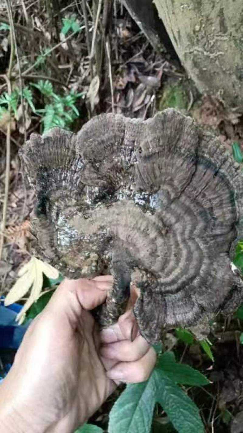 香血灵芝(有长脚，短脚，原肉的)一手货源，大量批发