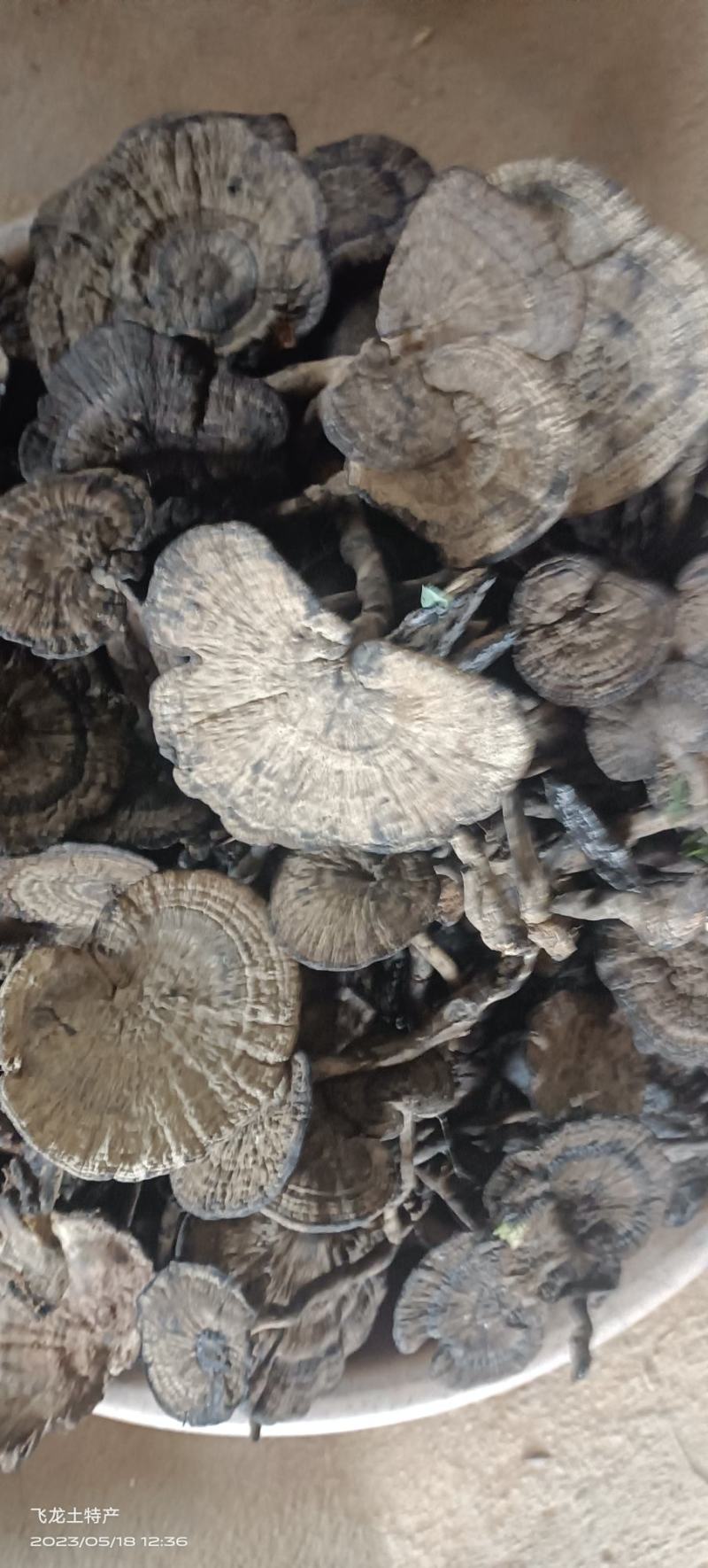 香血灵芝(有长脚，短脚，原肉的)一手货源，大量批发