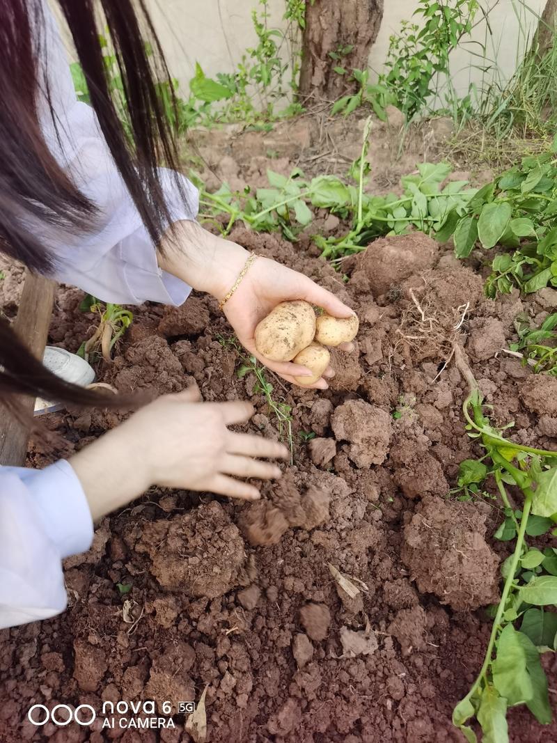 重庆武隆高山洋芋土豆