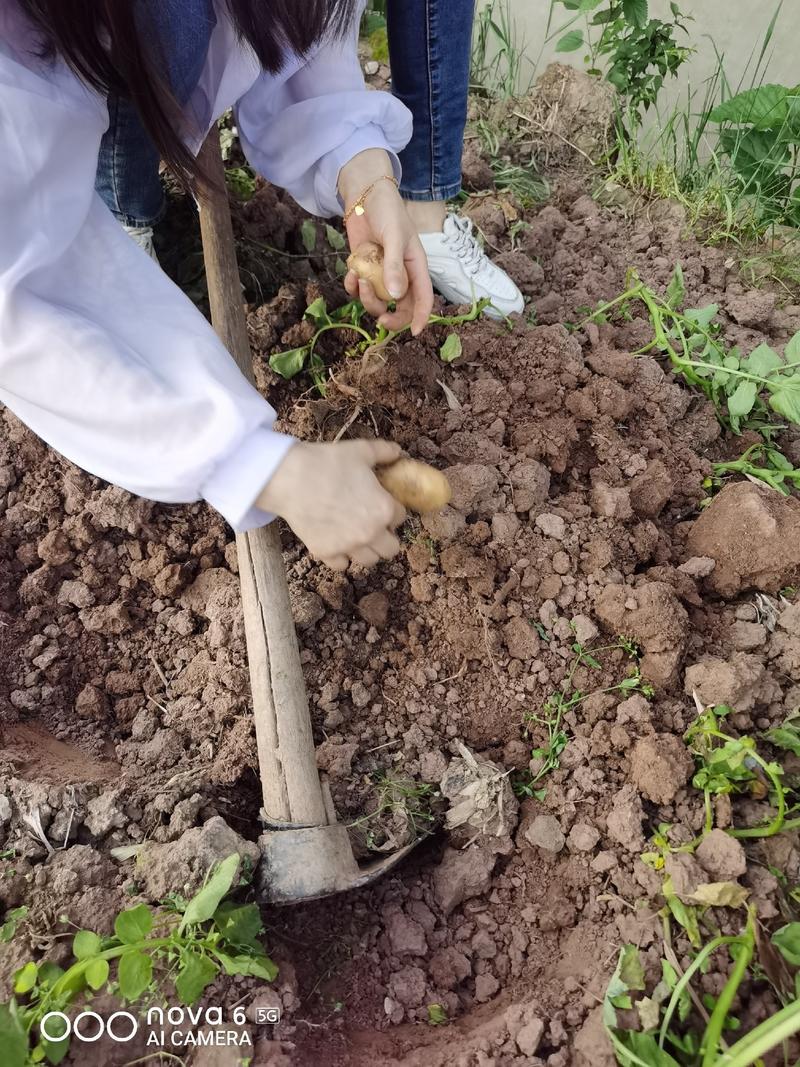 重庆武隆高山洋芋土豆