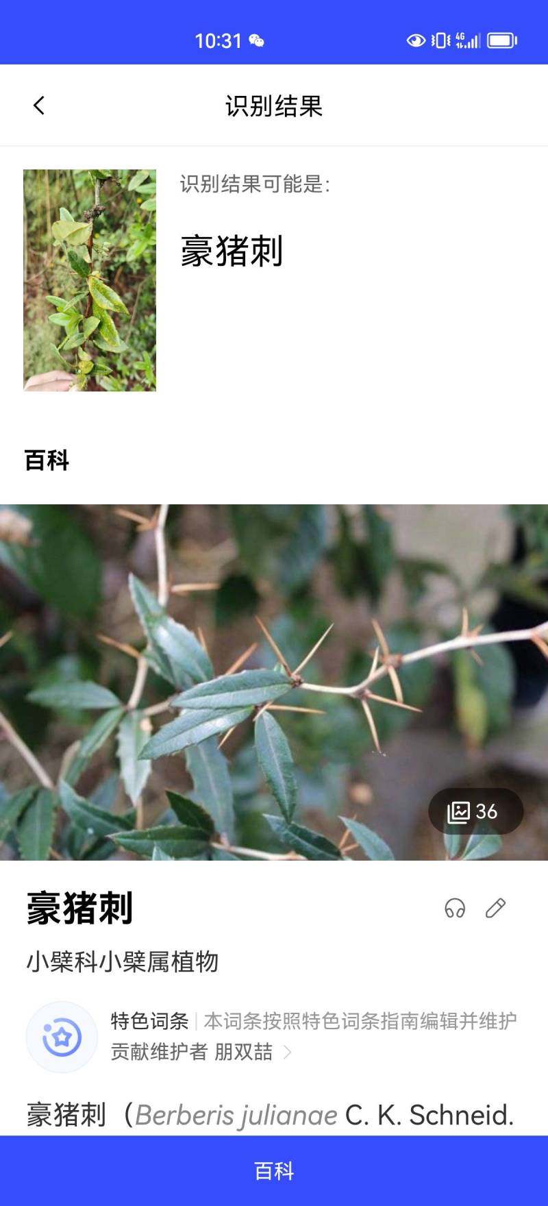 三颗针