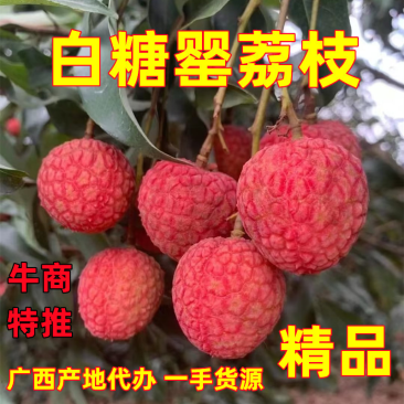 白糖罂荔枝新鲜上市广西荔枝白糖罂产地直供专业代办