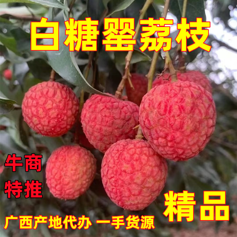 白糖罂荔枝新鲜上市广西荔枝白糖罂产地直供专业代办