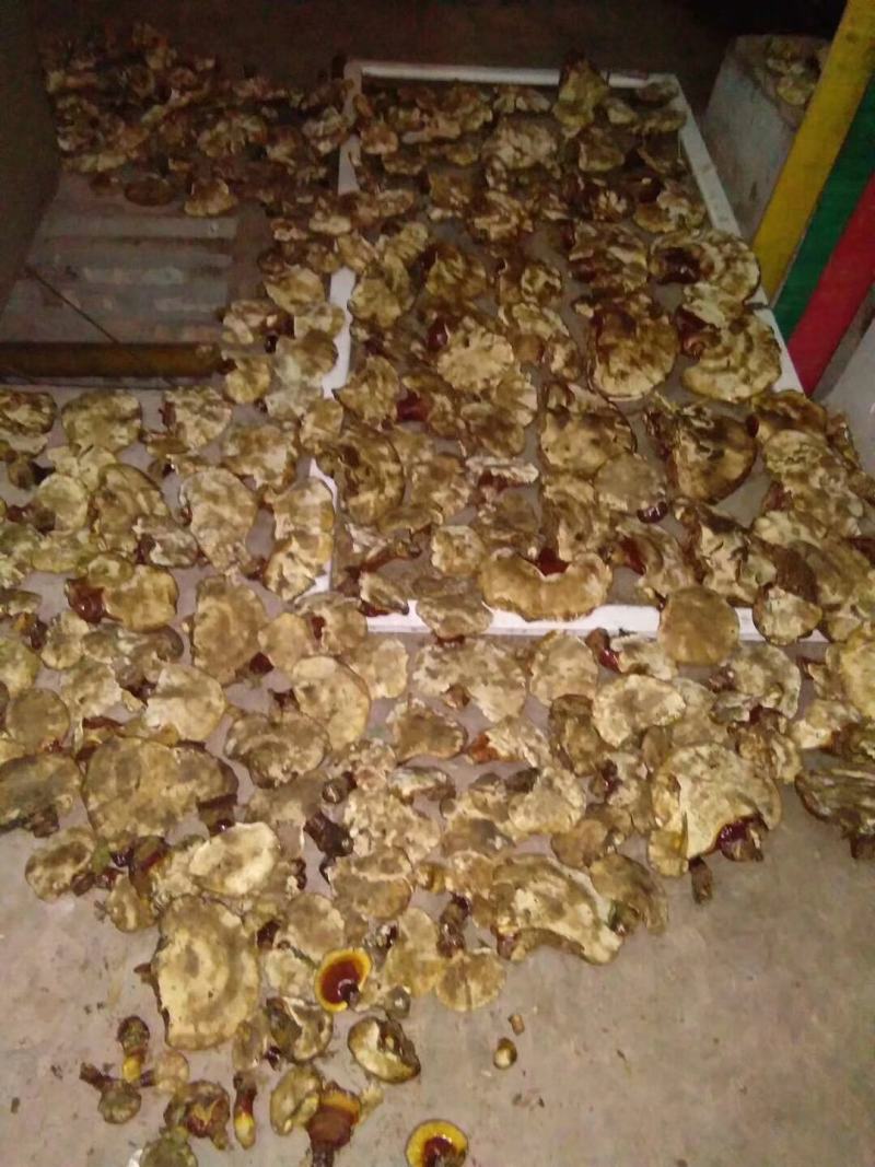 野生灵芝，野生金边青杠灵芝，统货选货都有