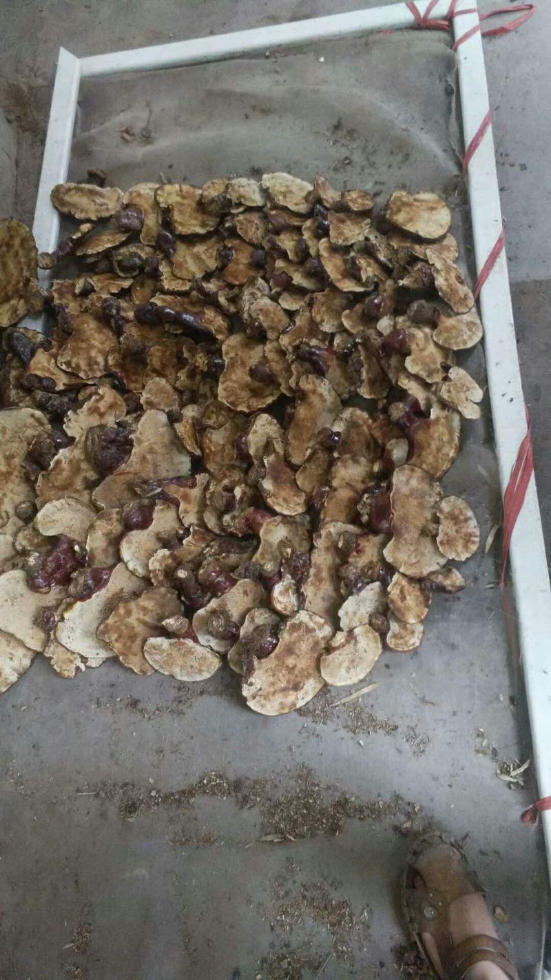 野生灵芝，野生金边青杠灵芝，统货选货都有