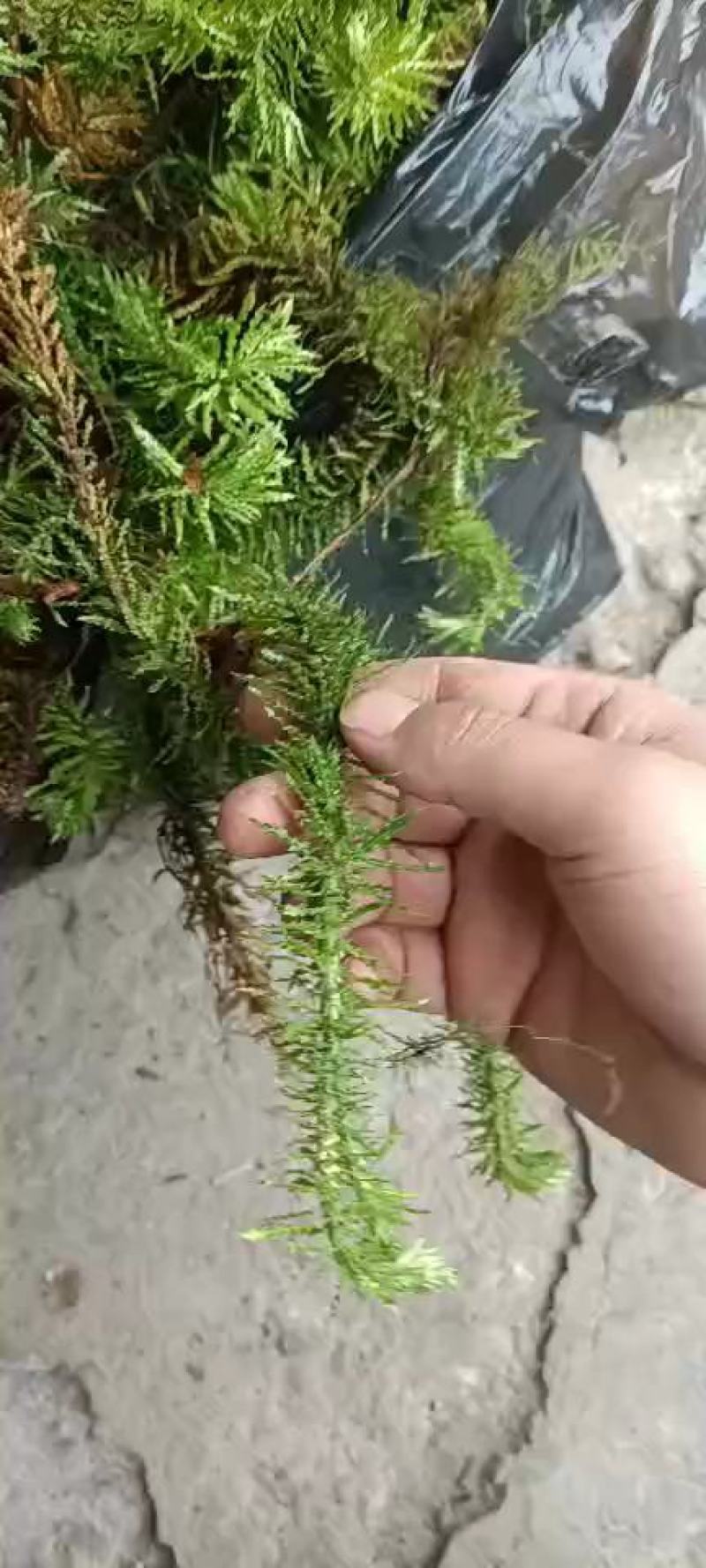 千层塔，野生千层塔，虱子风，金不换，供应中