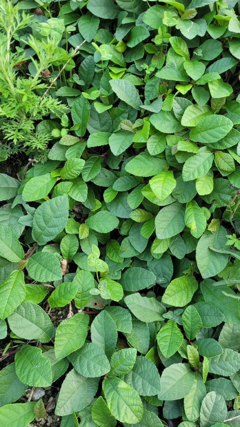 贵州野生地瓜地枇杷天然水果藤苗四季可种植公园别墅小区绿植