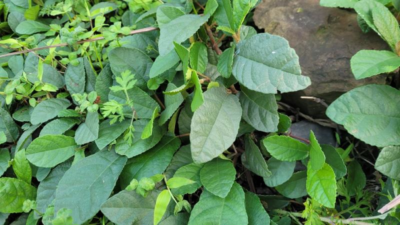 贵州野生地瓜地枇杷天然水果藤苗四季可种植公园别墅小区绿植