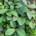 贵州野生地瓜地枇杷天然水果藤苗四季可种植公园别墅小区绿植