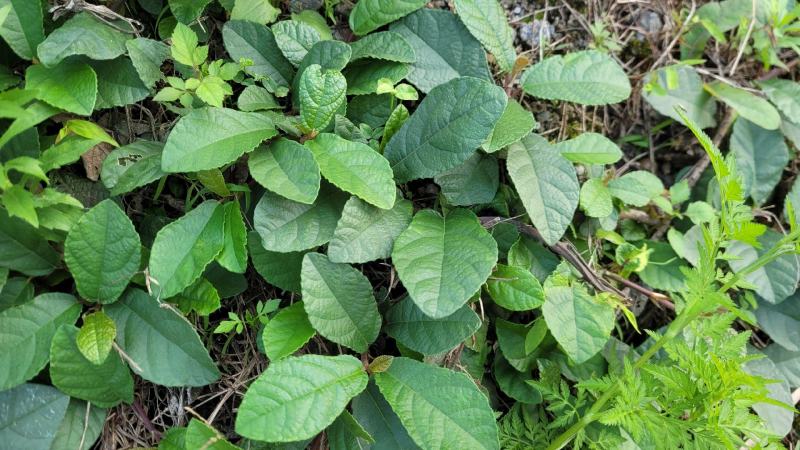 贵州野生地瓜地枇杷天然水果藤苗四季可种植公园别墅小区绿植