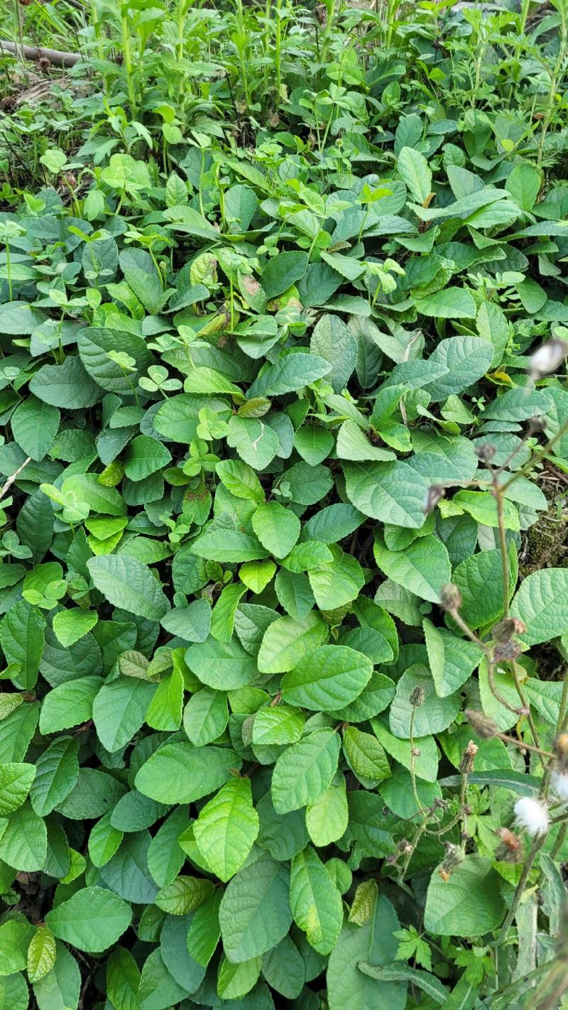 贵州野生地瓜地枇杷天然水果藤苗四季可种植公园别墅小区绿植