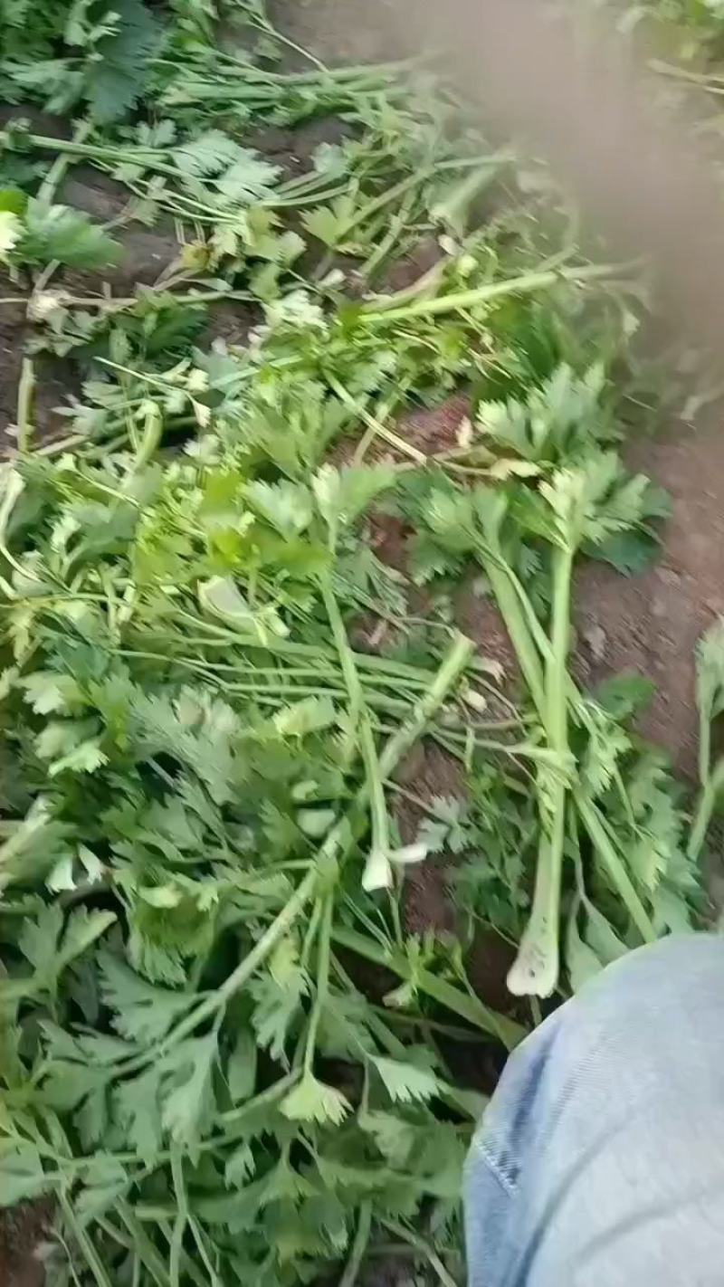 寿光西芹百丽和兰巴达0.25凯撒大帝0.35大量上市