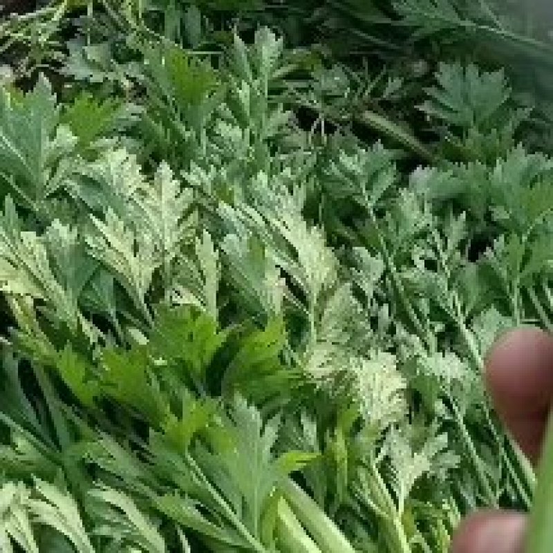 寿光西芹百丽和兰巴达0.25凯撒大帝0.35大量上市