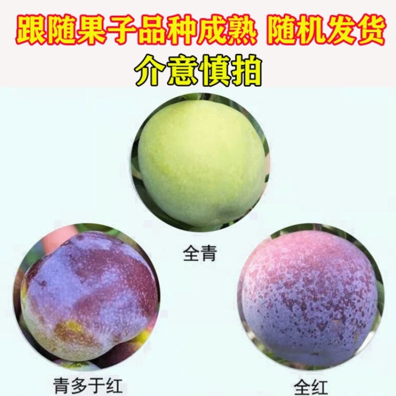 五月脆，颜色好，味道甜。又脆又甜。
