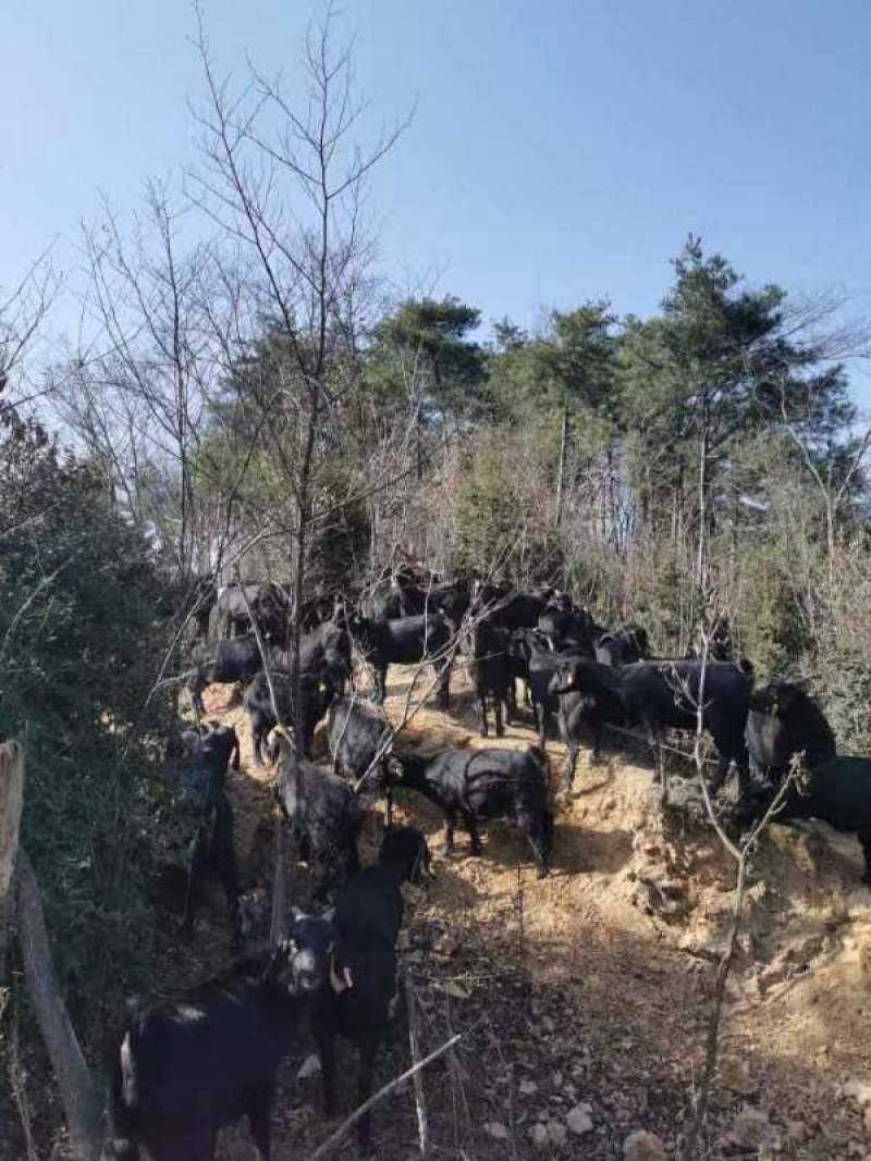 黑山羊50~80斤/头