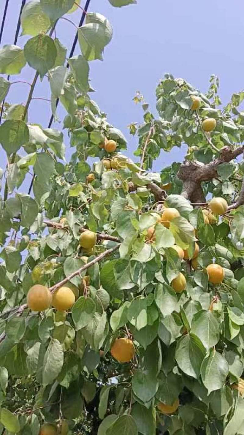 虞城黄河古道金太阳杏八达杏大量上市，要的联系