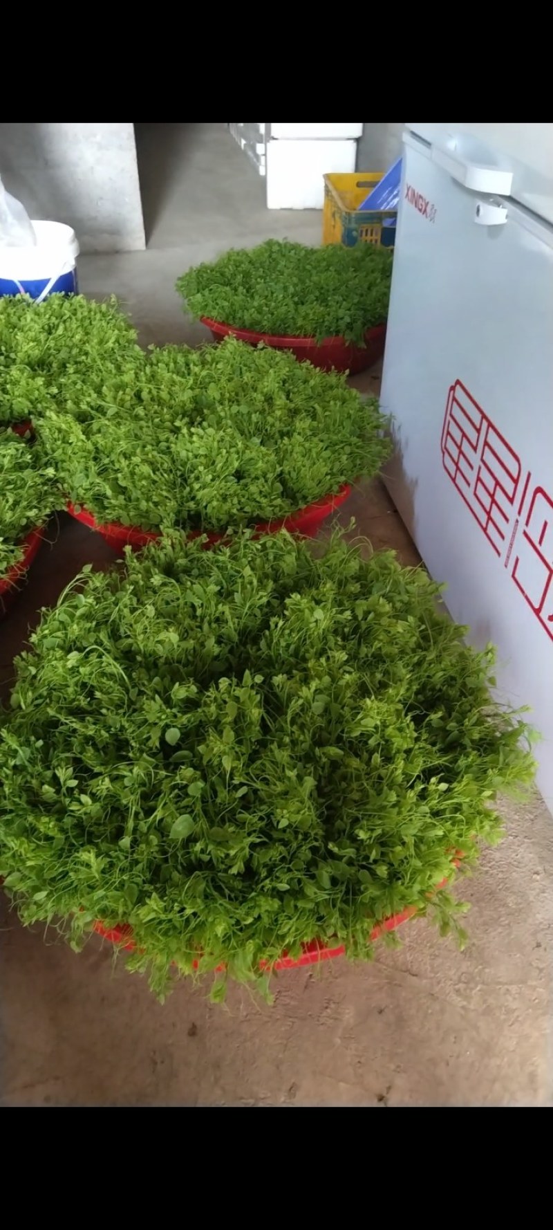 龙须菜，辣木苗，赤苍滕